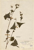 藏品(戟葉蓼)的圖片